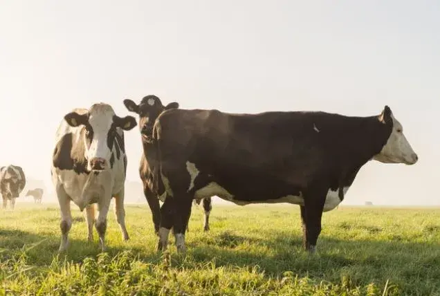 cows in field